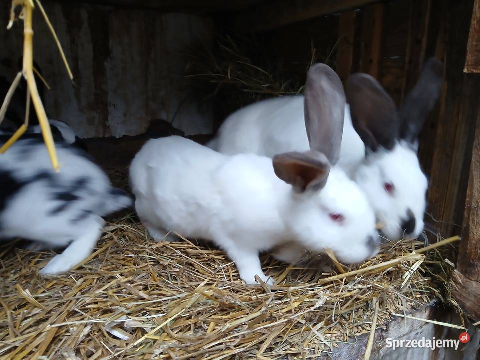Króliki samce samice 6 i 7 miesieczne mieszańce podkarpackie Wielopole Skrzyńskie