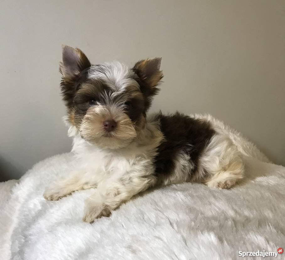 York biro piesek got do odbioru York Chojnice