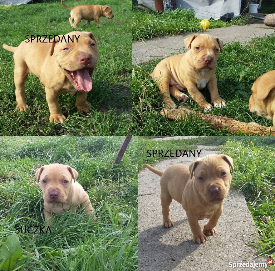 Szczenięta PitBull Red Nose Lipno