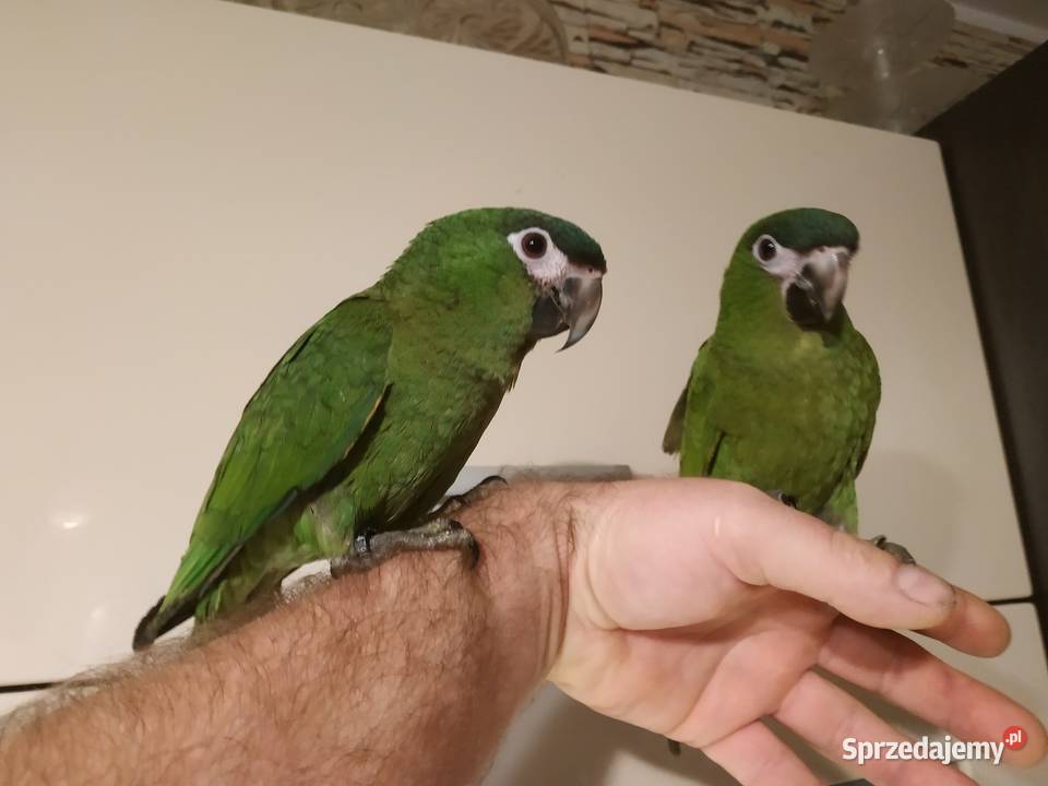 Ara nobilis ręcznie karmione oswojone młode 2019 Budzów sprzedam
