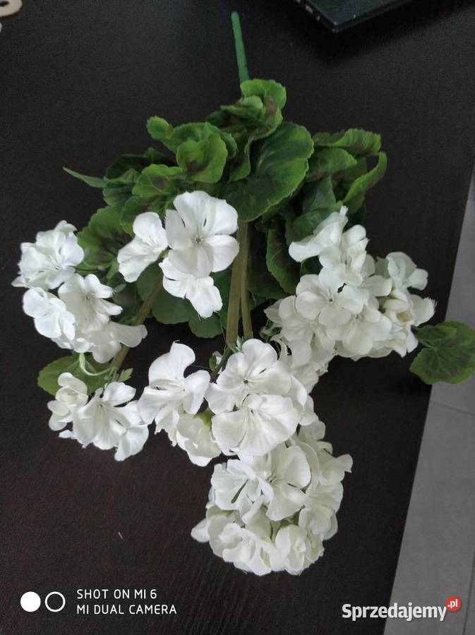 PELARGONIE ŻYWE biały Straszęcin sprzedam