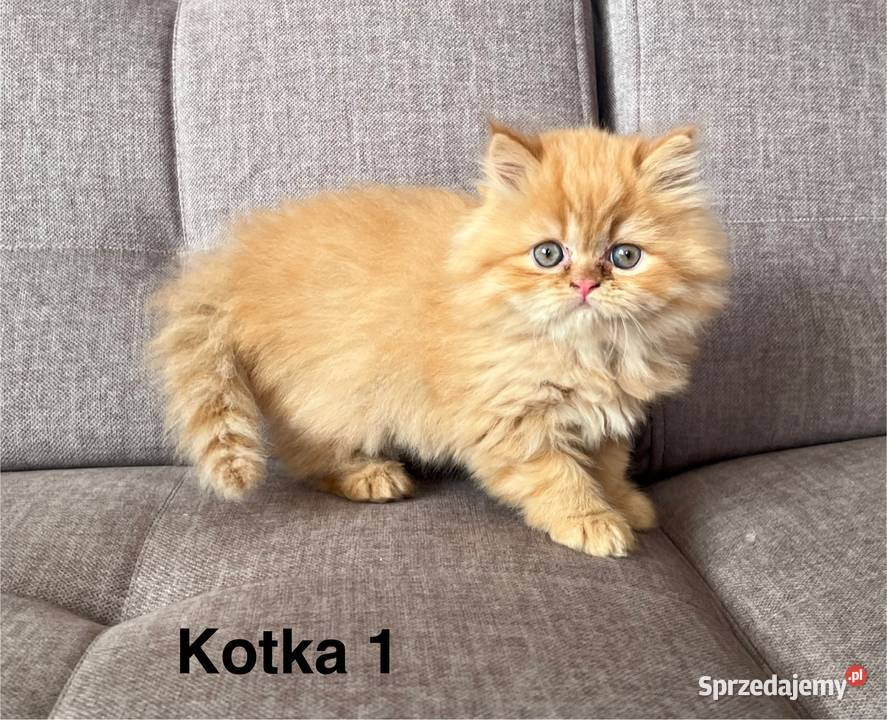 Rudobiszkoptowe kotki perskie Kalwaria Zebrzydowska