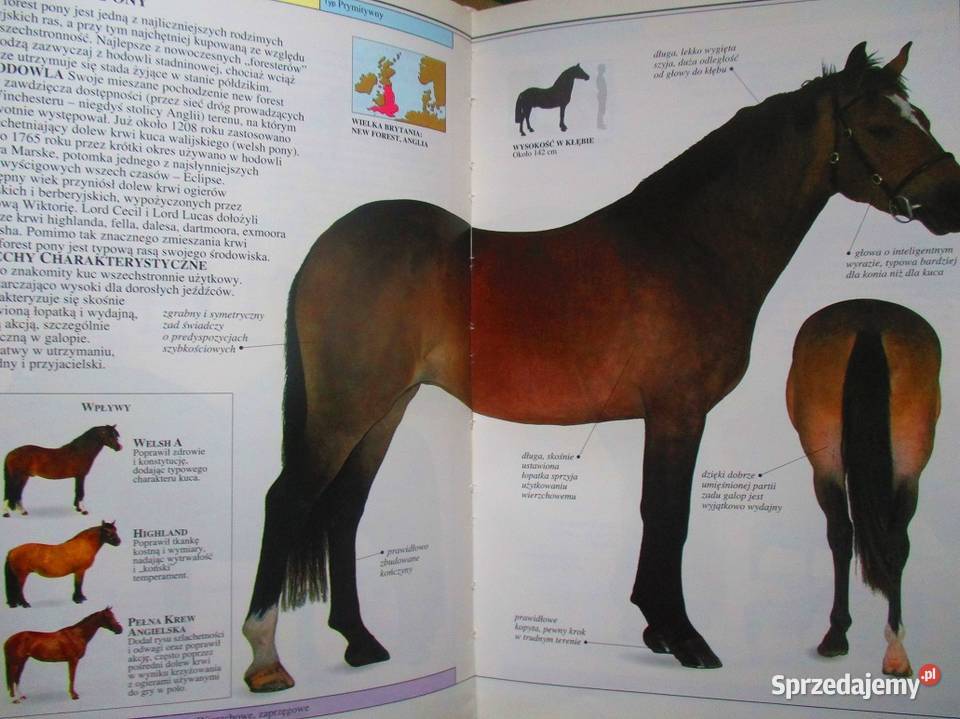KONIEIlustrowany przewodnik Edwards konie rasy łódzkie
