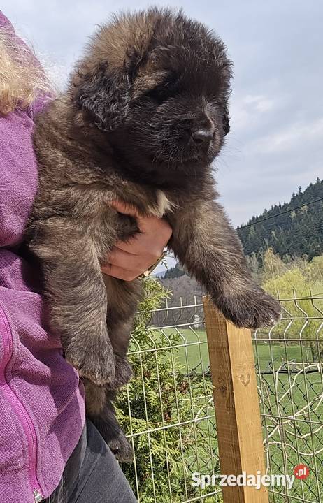 Leonberger suczki Championach FCI Andrychów