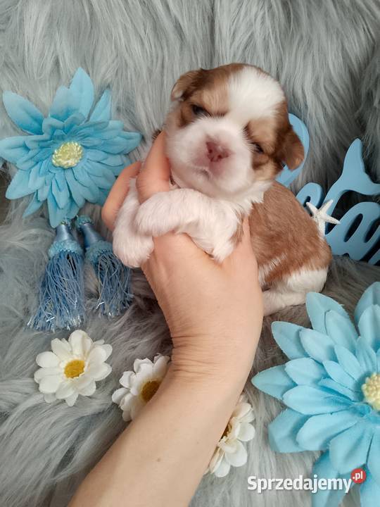 Piękny pies rasy ShihTzu Namysłów
