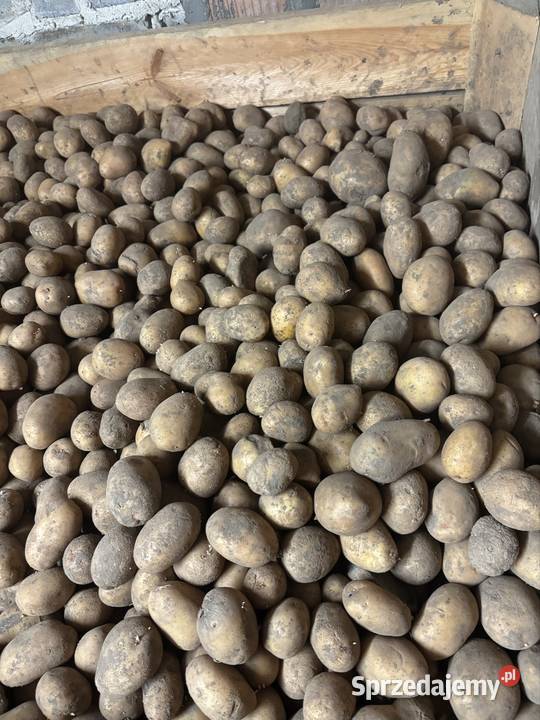 Ziemniaki 3545mm Soraya