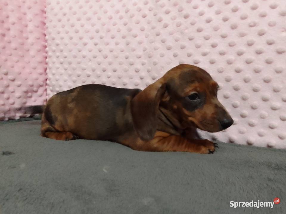 Jamniki krótkowłosy merle mazowieckie sprzedam