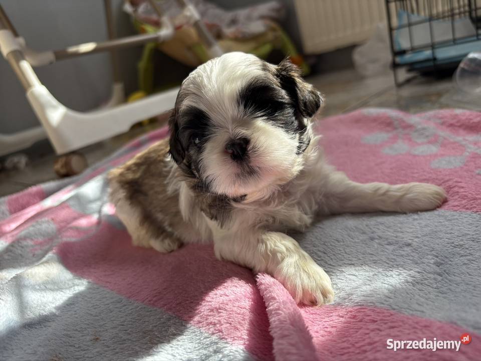 Suczka shih tzu Psy Lekowo