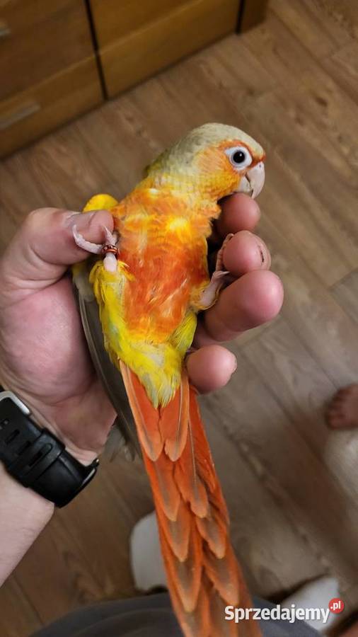 Rudosterki ręcznie karmione Ptaki Warszawa