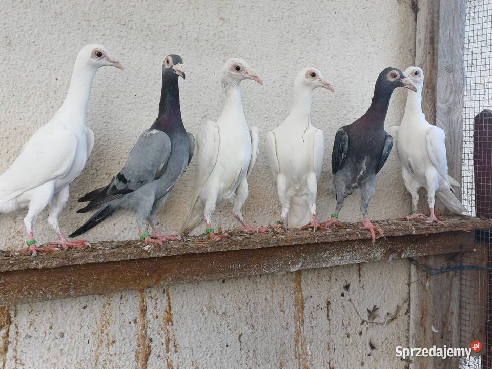 Gołębie ozdobne karier kariery młode 2025r Wągrowiec