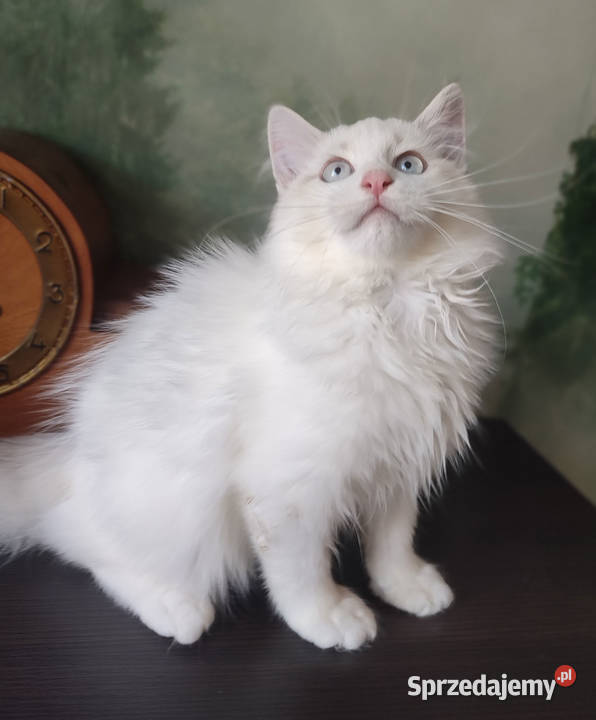 Wally Dumka cudowny kocurek neva masquerade mazowieckie Warszawa