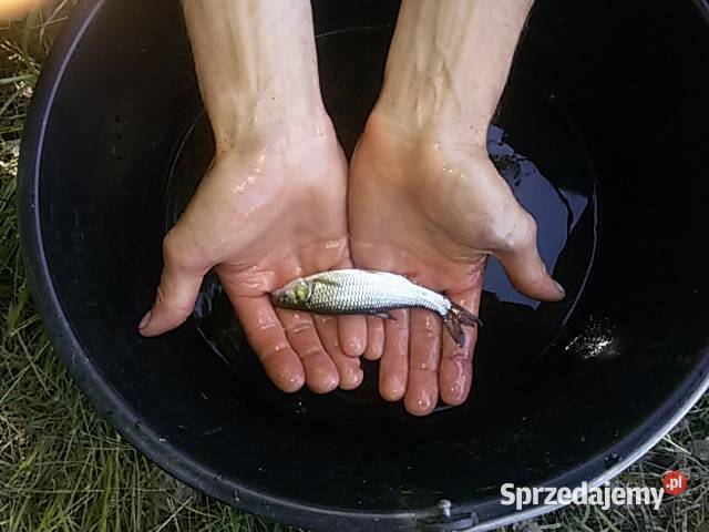 KARP KROCZEK KROCZEK KARPIA 020030