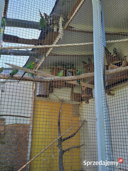 Hodowla papug Wrocław