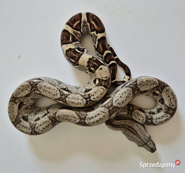 18 boa cesarski cb25 samica Gady i płazy Chrzanów