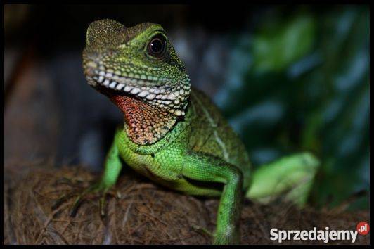 AGAMA BŁOTNA samiec zachodniopomorskie Dębno