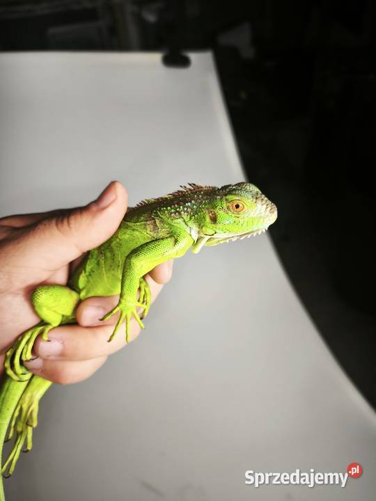 legwan zielony młody osobnik Wałbrzych