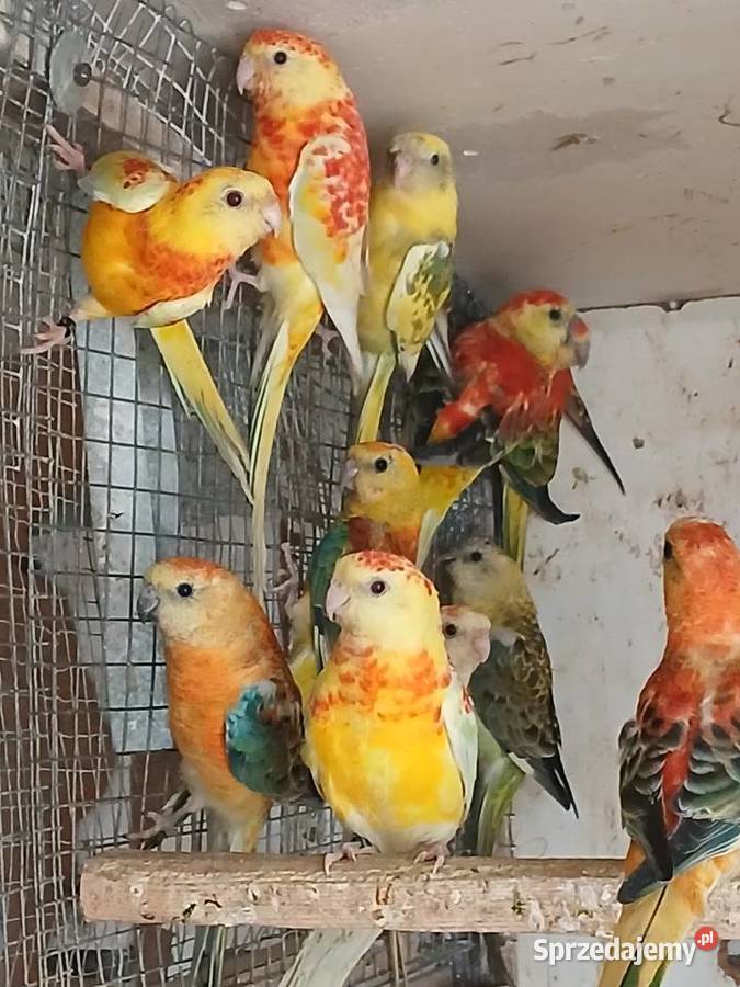 Sprzedam swiergotki Rżyska