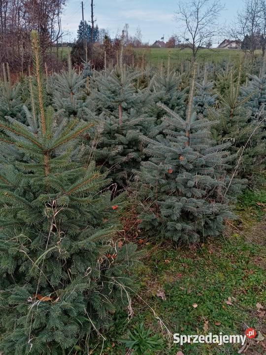 Świerk srebrny 80150 w doniczkach