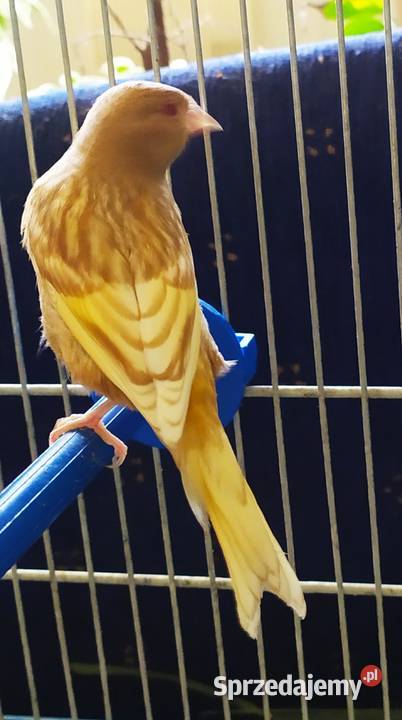 kanarek kanarki pheoszpaltytimbrado Ptaki Kłodzko