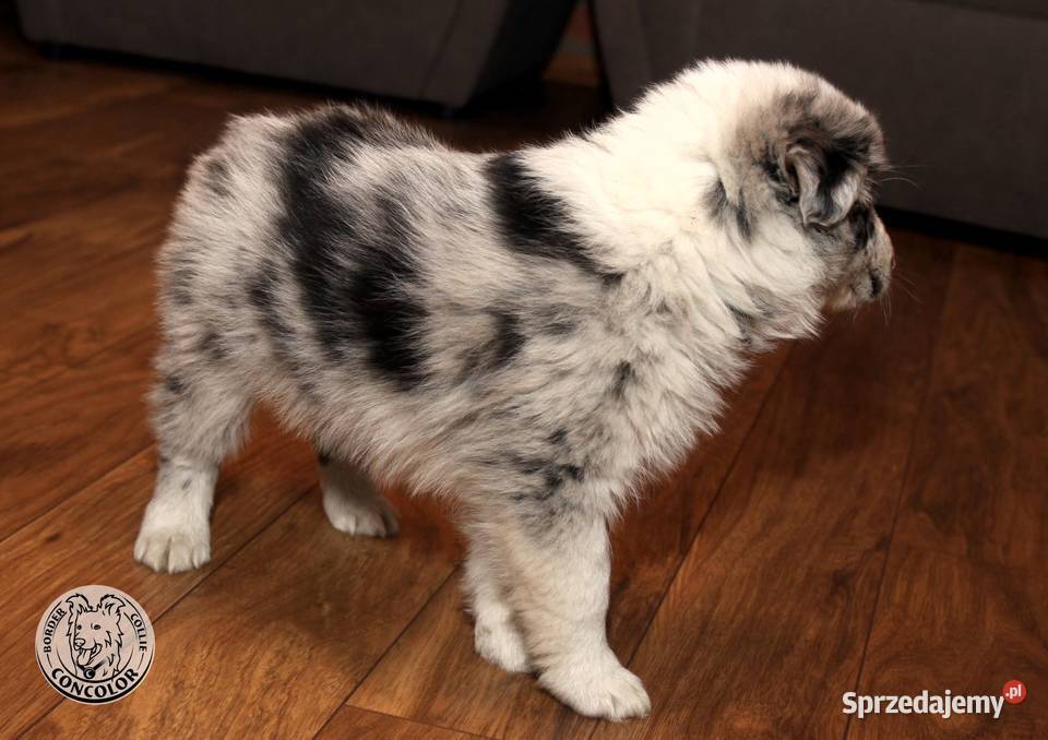 Border Collie coli szczeniak Blue Merle badania mazowieckie Radom