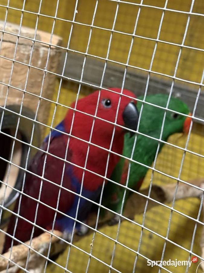 Lora wielka para Prostki