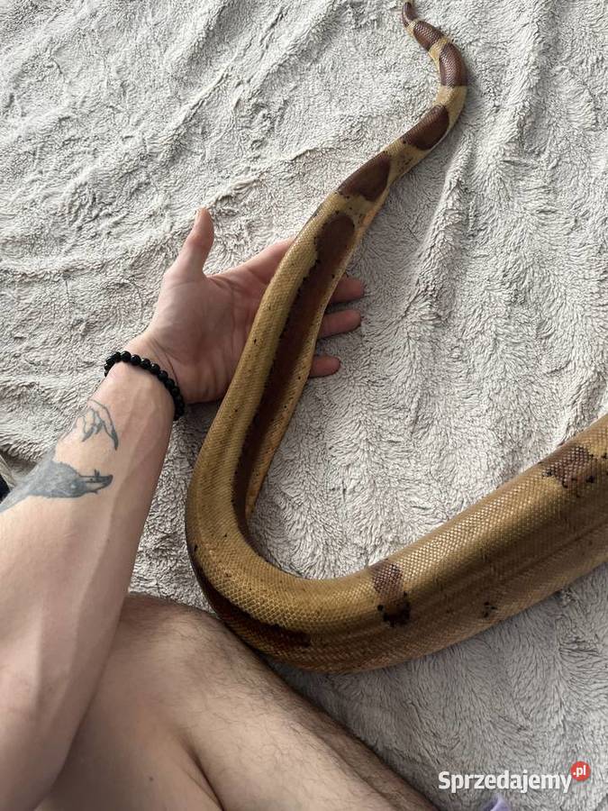 Boa imperator Boa cesarski wąż gad Sosnowiec