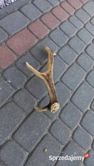 pojedyncze poroże jelenia 2 pomorskie sprzedam