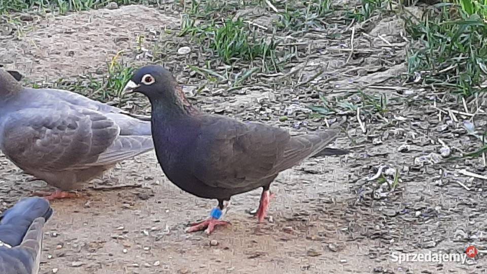 Gołębie pocztowe możliwość wysyłki wojlubelskie Struża
