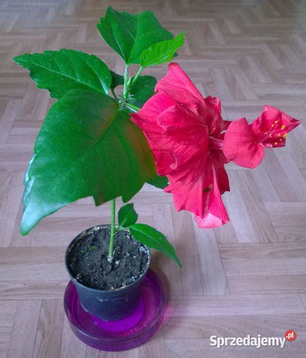 Róża chińska pełna czerwona hibiskus ketmia Pszczyna