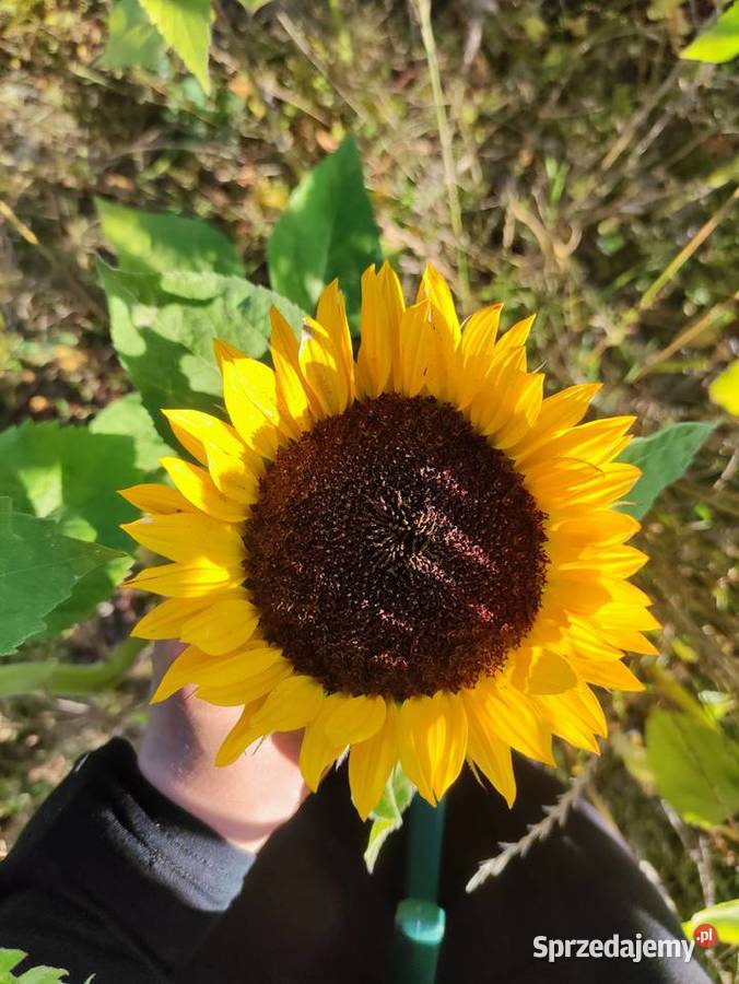 Słonecznik dekoracyjny kwiat cięty