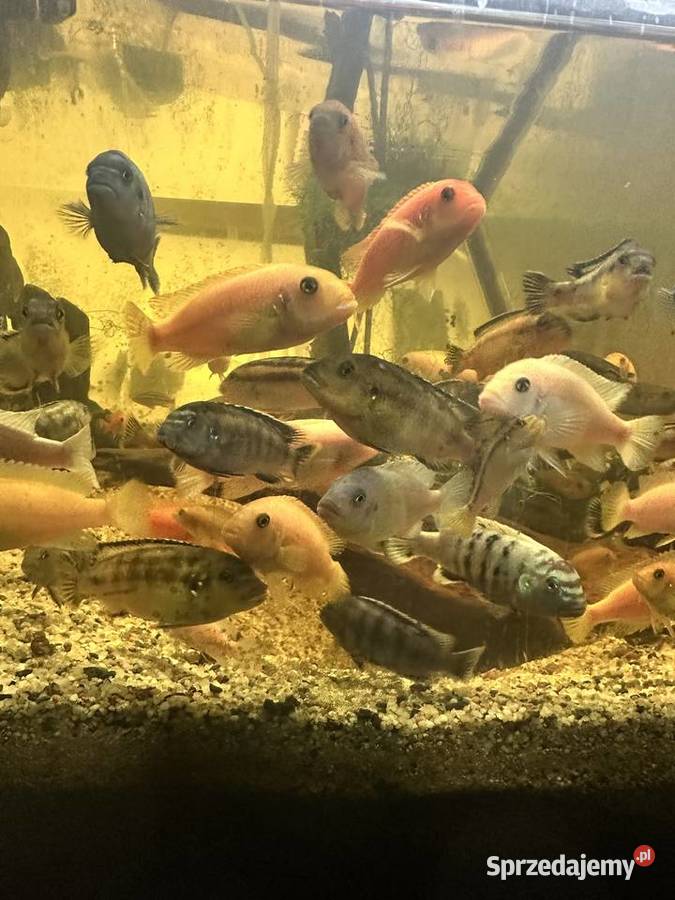 Pyszczaki dorosłe mix 15pln