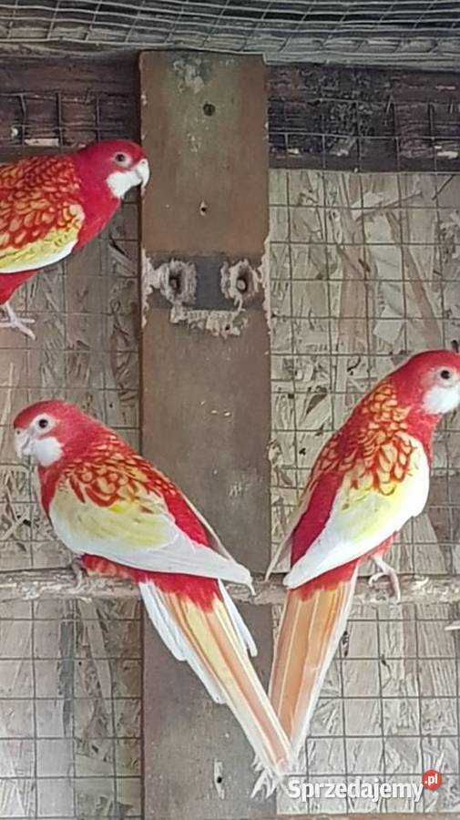 Rozelle Białolice Stare Babice