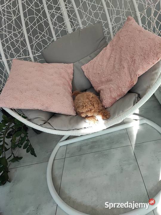 Pudelki malutkie toy Psy sprzedam