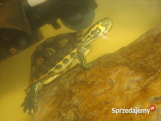 ŻÓŁW ŻÓŁTOLICY żółw wodnolądowy sprzedam
