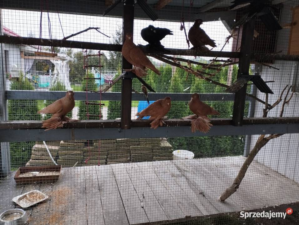 Wywrotka wschodniopruska Ptaki Namysłów