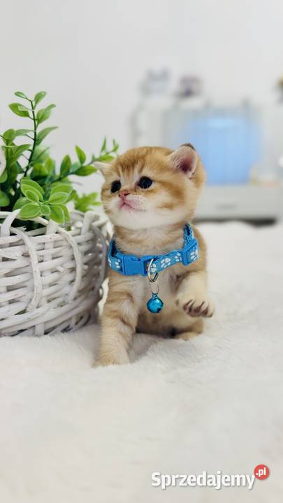 Kotek szkocki złoty Scottish fold Do rezerwacji