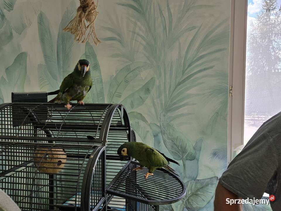 Ary Marakany Poznań