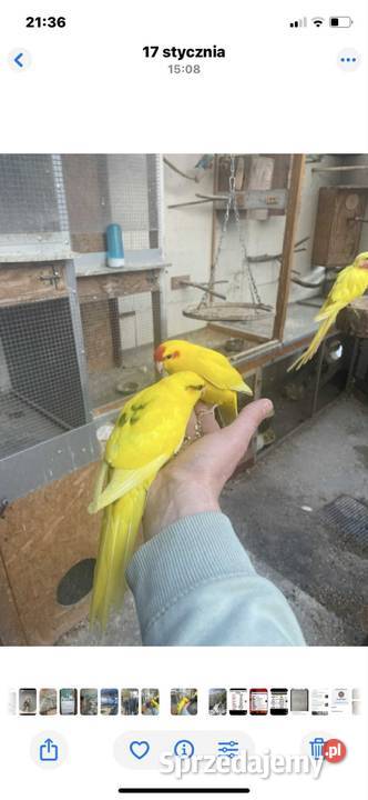 Papugi kozy i faliste Ptaki Tylmanowa