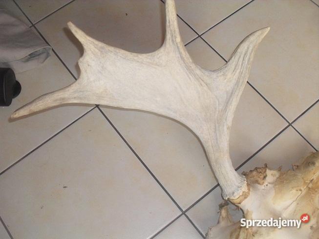 Poroże łosia Chrzanów sprzedam