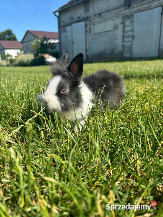 Króliki miniaturki Prywatna Hodowla Obręb
