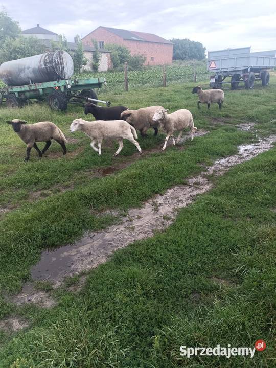 Sprzedam owce i baranki Kolonia Lipnik