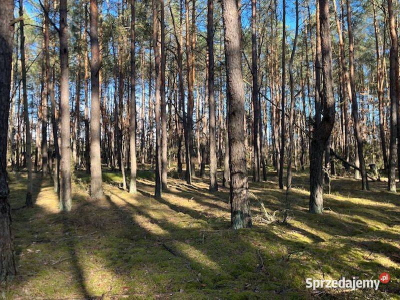 Syndyk sprzeda udział 12 w działce w Nowym Nieruchomości