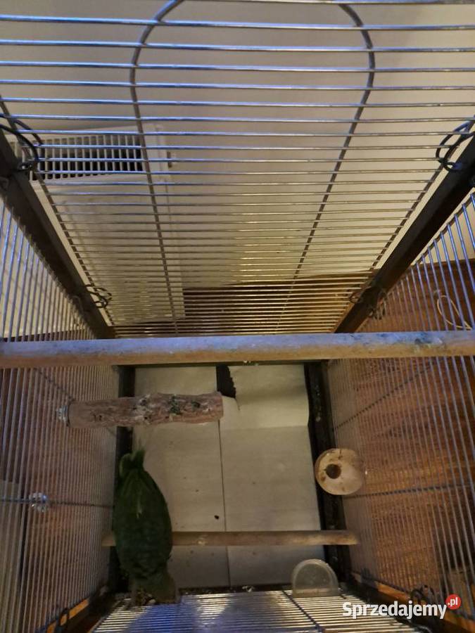 Papuga amazonka Bysław