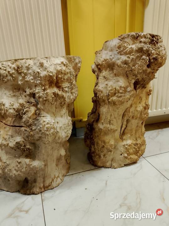 Czeczot topola klon wielkopolskie Nowy Tomyśl sprzedam