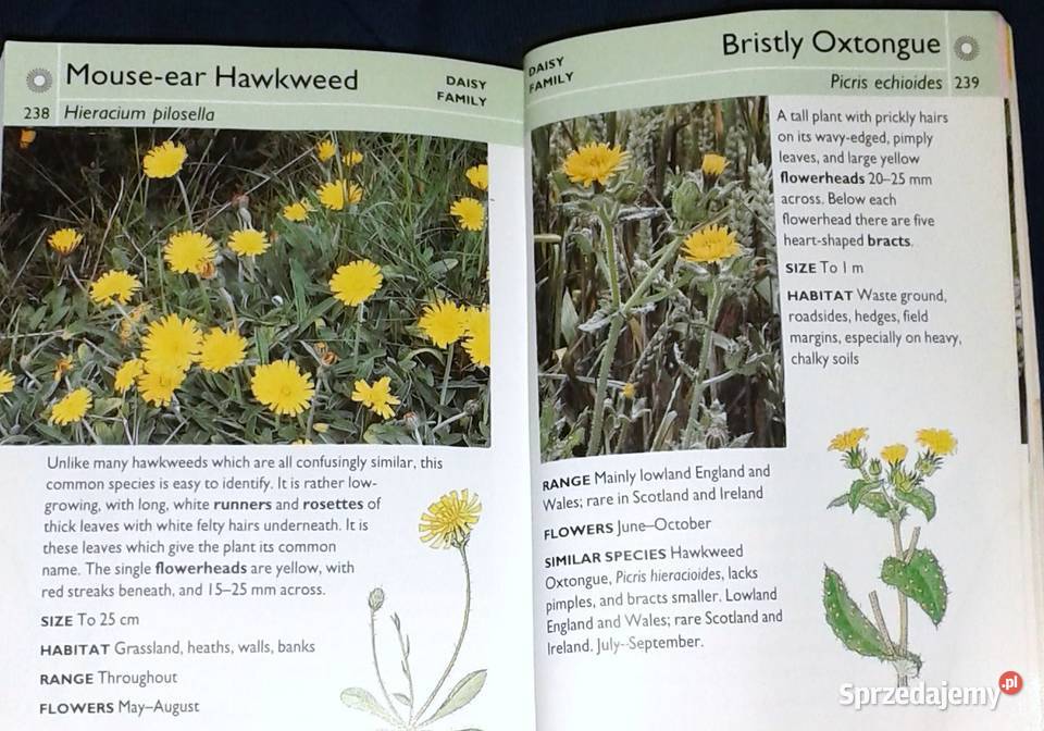 Wild flowers Martin Walters Collins Gem Pozostałe Chełm