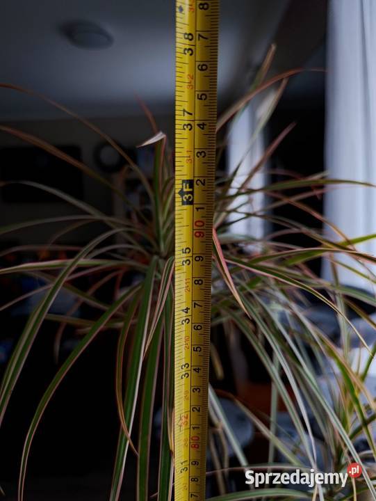dracena obrzeżona do pilnej sprzedaży Pozostałe Poznań