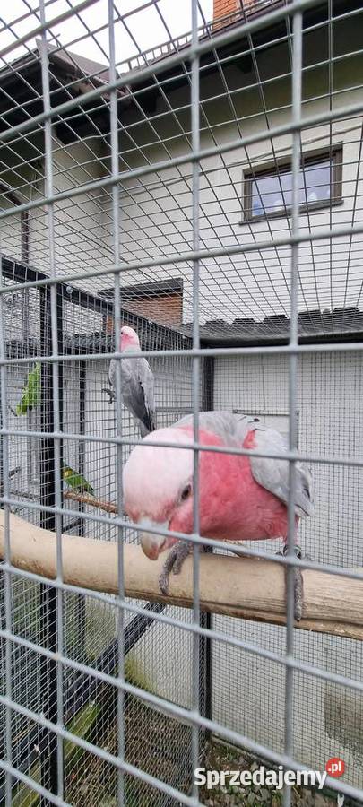Kakadu Różowe para śląskie Bystra