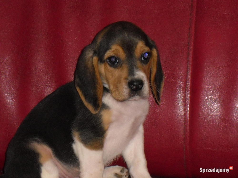 Beagle szczeniaki wielkopolska wielkopolskie Śrem