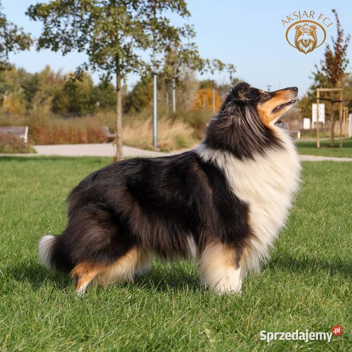 Owczarek Szkocki Collie