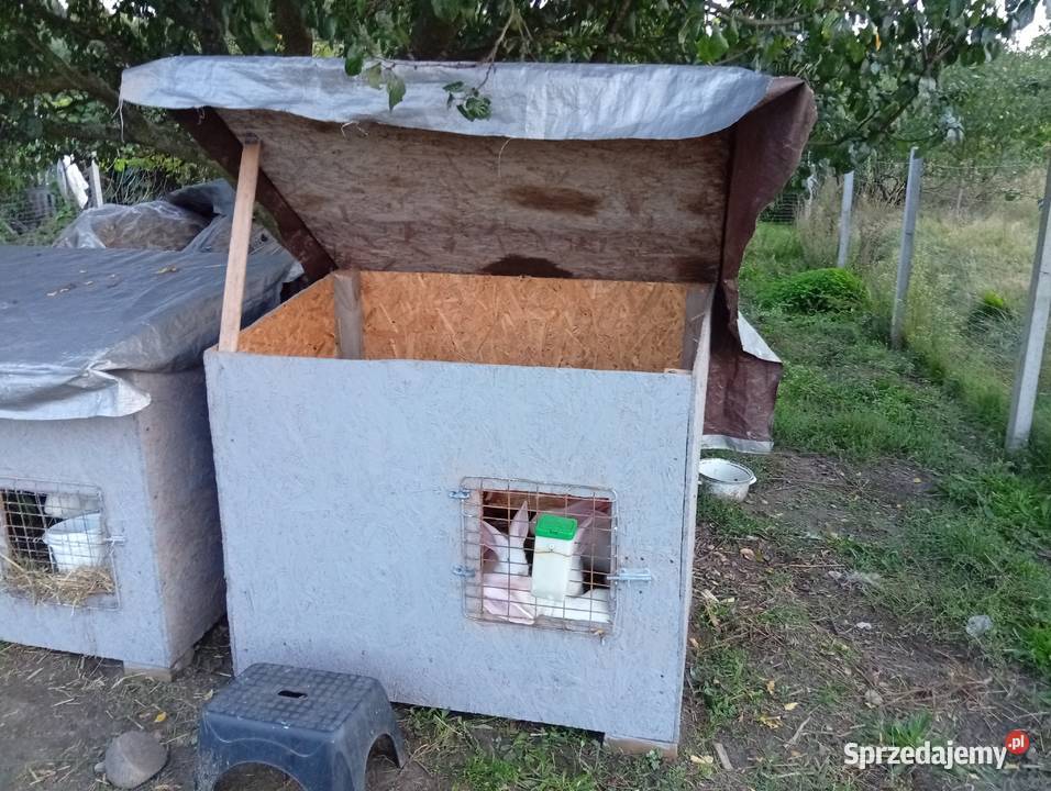 Króliki belgijski biały olbrzym Kolonia Grabostów